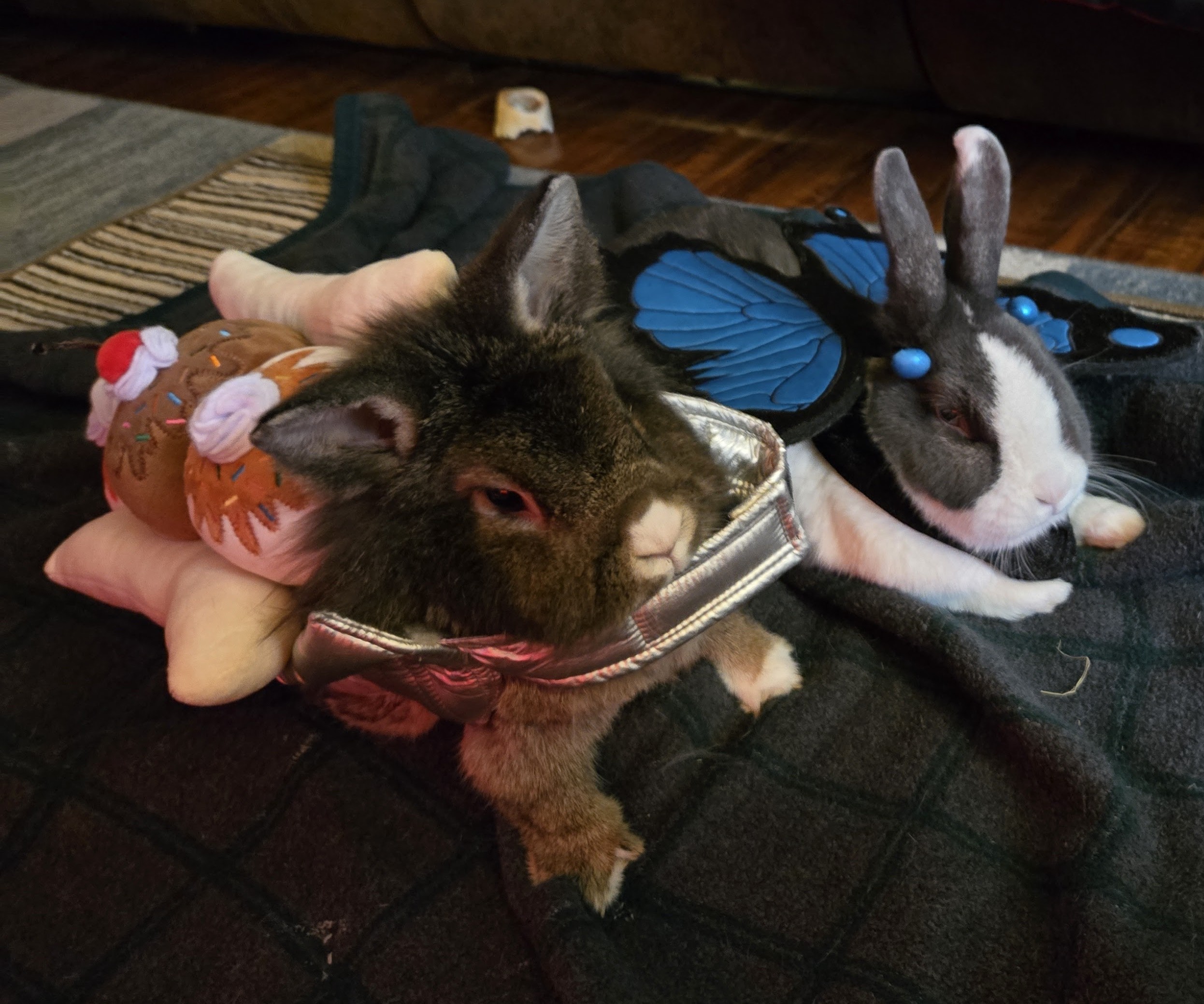 Two rabbits in charming costumes
